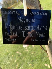 Magnolia sargentiana