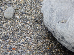 Taiwanemobius formosanus