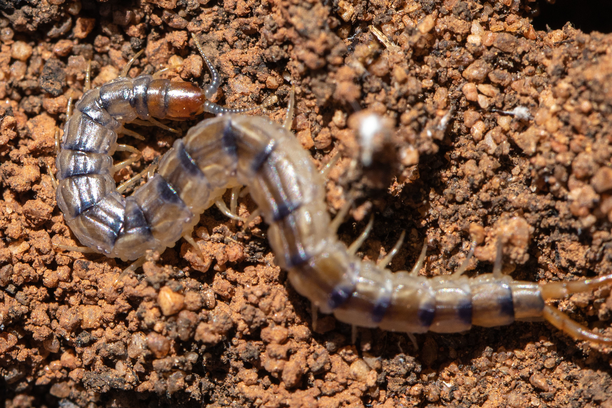 Arthrorhabdus mjobergi Kraepelin, 1916
