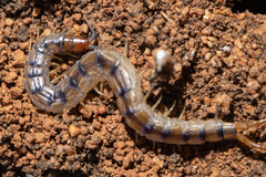 Arthrorhabdus mjobergi