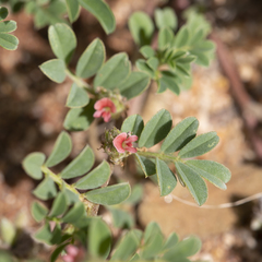 Indigofera linnaei