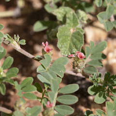 Indigofera linnaei