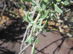 Pteronia glauca