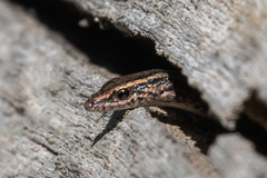 Cryptoblepharus pannosus