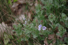 Veronica chamaedrys vindobonensis
