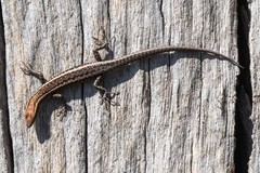 Cryptoblepharus pannosus