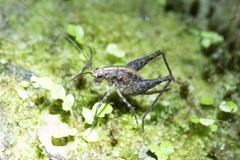 Pleioplectron gubernator