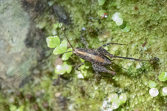 Pleioplectron gubernator