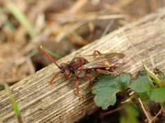 Nomada ruficornis