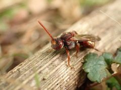 Nomada ruficornis