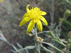 Osteospermum spinescens