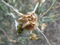 Osteospermum spinescens