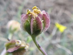 Osteospermum spinescens