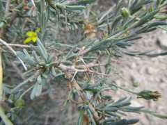 Osteospermum spinescens