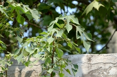 Broussonetia papyrifera