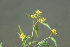 Rorippa indica