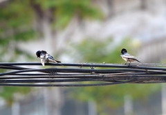 Hirundo rustica