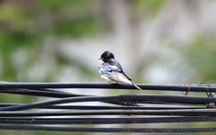 Hirundo rustica