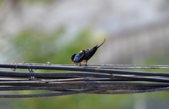 Hirundo rustica