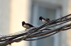 Hirundo rustica