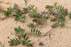 Indigofera linnaei