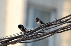 Hirundo rustica
