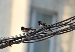 Hirundo rustica