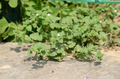 Veronica polita lilacina