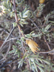 Pteronia glauca