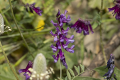 Vicia eriocarpa