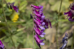 Vicia eriocarpa