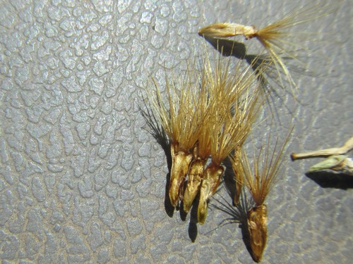 Image of Pteronia inflexa by (c) douglaseustonbrown, some rights reserved (CC BY-SA)