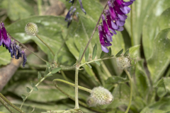 Vicia eriocarpa