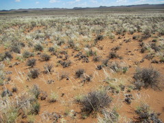 Stipagrostis ciliata