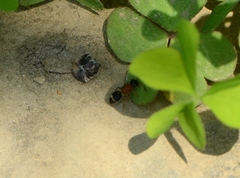 Bischoffitilla