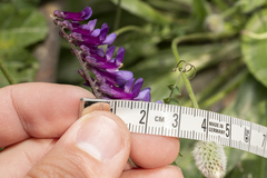 Vicia eriocarpa