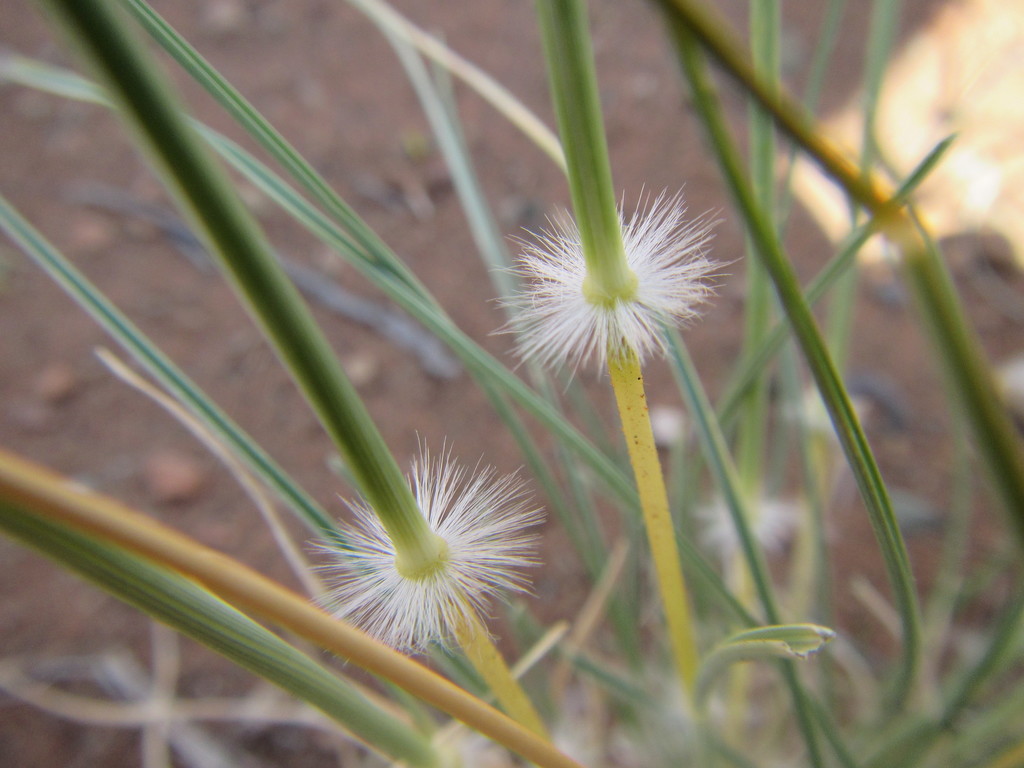 Tall Bushman Grass
