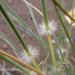 Stipagrostis ciliata - Photo (c) douglaseustonbrown, algunos derechos reservados (CC BY-SA), subido por douglaseustonbrown