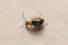 Hypebaeus flavicollis