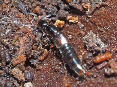 Gabrius splendidulus