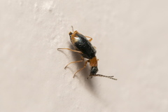 Hypebaeus flavicollis