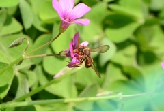 Nomada