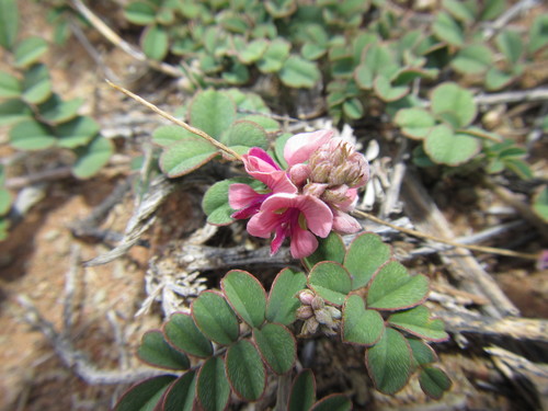 Image of Indigofera alternans by (c) douglaseustonbrown, some rights reserved (CC BY-SA)