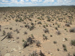 Pteronia unguiculata
