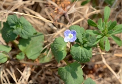 Veronica persica