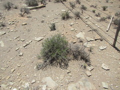 Pteronia unguiculata