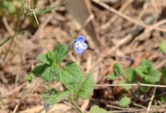Veronica persica