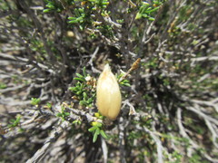 Pteronia unguiculata