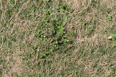 Veronica polita lilacina