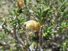 Pteronia unguiculata